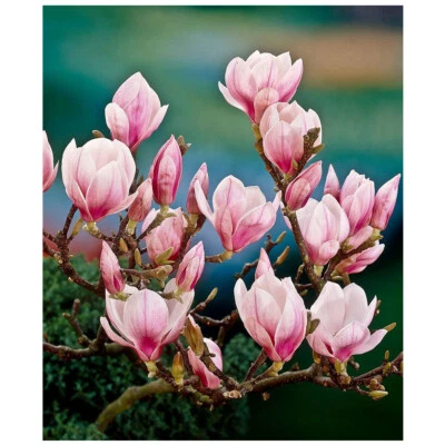 VIVAIO DI CASTELLETTO Magnolia giapponese "Magnolia soulangeana" pianta in vaso ø13 cm h 50/80 cm