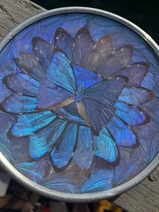 Vintage Iridescent Blue Morpho Butterfly Wing Art Trinket/ Wall Hanging 6.5 - Picture 1 of 5