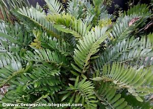 Zamia maritima / furfuraceae (Cardboard palm) cycad 3 seedlings!