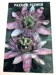 Passion Flower - Recreates the Living Story of the Passion Postcard - Picture 1 of 2