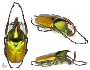 Theodosia rodriguezi ,UNMOUNTED beetle - Picture 1 of 1