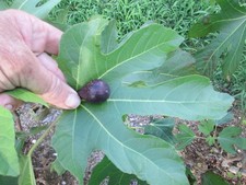 Nerucciano dell' Elba, Rossellino & Markopoula  Fig cuttings Package