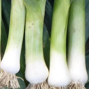 50 Seeds of Blue de Solaise Leek, Allium Porrum - Picture 1 of 1