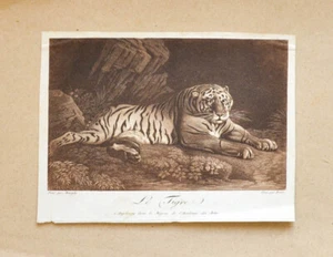 c1830 Tiger Raubkatze Raubtier Aquatina-Radierung von Renbe nach Mourphy - Bild 1 von 1
