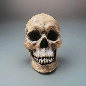 DWK De Mortuis 2005 Actual Size Faux Human Skull Replica Decor Halloween - Picture 1 of 7