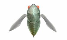 MEGABASS Grand Siglett - Lamune Bug - 42mm 1/4 oz Topwater Cicada Bass Lure
