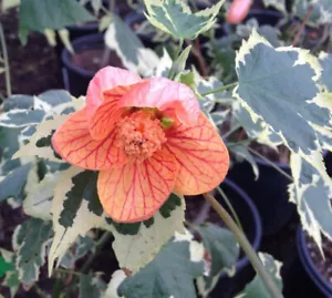 Abutilon Souvenir De Bonn x 1 Plant - Variegated - Ornamental Shrub Rare - Picture 1 of 5