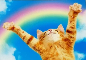 "THE SKY'S THE LIMIT!" Avanti Congratulations! Greeting Card Kitty Cat Rainbow - Picture 1 of 4