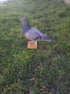 Beautiful taxidermy ornamental pigeon!! - Picture 1 of 5