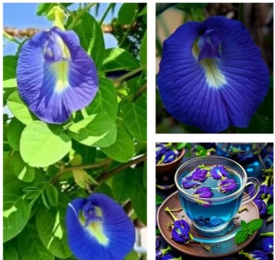 12 SEEDS Butterfly Pea   (Clitoria Ternatea) Asian Pigeonwings BUY2GET1FREE-add2 - Image 1 of 3