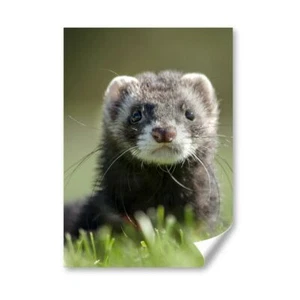 A4 - Grey Ferret Polecat Weasel Poster 21X29.7cm280gsm #14219 - Picture 1 of 7