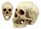 Figurine anatomique homosapien articulé crâne avec mâchoire amovible science des os 7"L