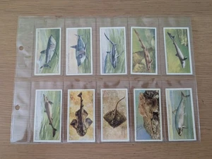 John Player's Cigarette Cards..."Sea Fishes".... Complete Set of 50.....1935 - Picture 1 of 10