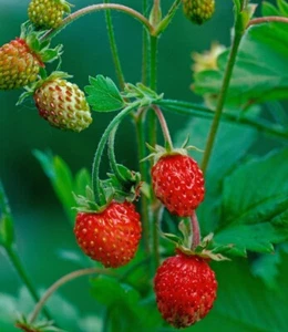 Walderdbeere Fragaria vesca Monatserdbeere Erdbeere 20 Pflanzen Bodendecker - Bild 1 von 3