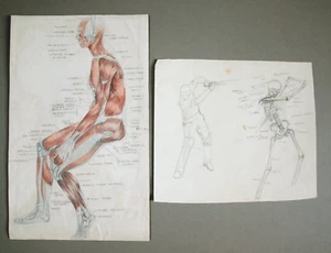 Margaret Hawkes. 2 Seiten Anatomische Zeichnungen, ca. 50er Jahre. Cricketspieler + sitzend. - Bild 1 von 4