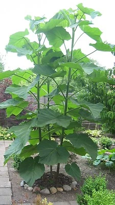 Kiri Princess Empress Foxglove tree Fresh seeds FAST growing!Giant leaves exotic - Image 1 of 2