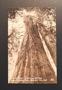 Vintage 1940s Trees Of Mystery Trinity Tree Postcard California  - Picture 1 of 2