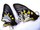 Unmounted Butterflies/Ornithoptera T Hypolitus , Pair ,From Peleng