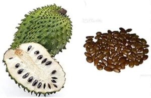 10 FRESH SOURSOP SEEDS Grow your own leaves Grown in QLD Australia - Picture 1 of 4