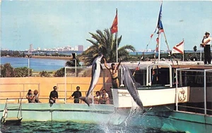 lot394 miami Florida Dolphin at Seaquarium - Picture 1 of 2