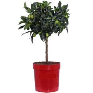 Mandarino Cinese (Kumquat) - 1 Pianta | Citrus Japonica | Giardino o Balcone - Picture 1 of 2