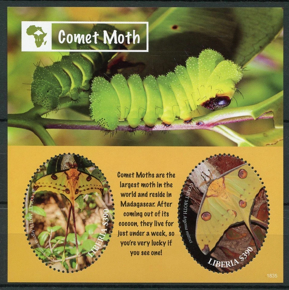 liberia de 2018 insect butterfly COMET MOTH papillon chenille farfalle ms2v - Image 1 of 1