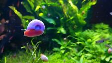 15+ Live Ramshorn Snails, Plant Cleaning, Algae Eaters, Aquarium Or Pond.