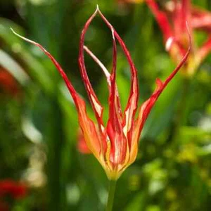 Tulipa acuminata Horned Tulip, Fire Flame Tulip- 3 bulbs - Picture 1 of 5