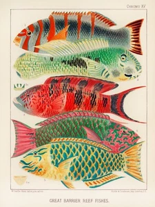 12797. Cartel impreso. Diseño de pared de habitación. 1893 Gran Barrera de Coral Australiano. Peces - Imagen 1 de 1