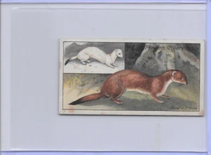 1908 Stoat Or Ermine Nature Series Imperial Tobacco John Player & Sons Card #32 - Bild 1 von 2