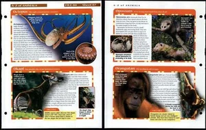 Octopus - Orangutan #87 A-Z Animals, Animals, Animals Fact File Page - Picture 1 of 1