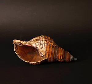 Beautiful patination Horagai Conch shell trumpet 19th Century ZF27 - Picture 1 of 15