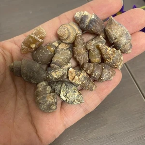 52gA gramos de amonita caracol de mar natural áspero sin pulir raro de Marruecos - Imagen 1 de 12