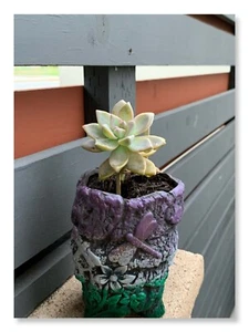 Yard, Gardening, Outdoor - Picture 1 of 1