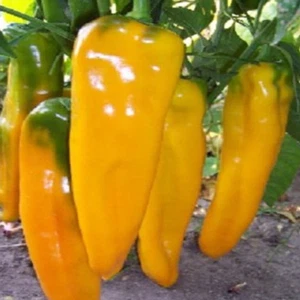 Marconi Golden , 10 semillas , Capsicum annuum (639) - Picture 1 of 1