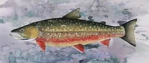Dolly Varden Trout Print by Cooper - Fishing - Picture 1 of 1