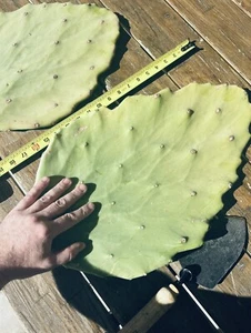 HUGE 15”-20” Cactus Pads ~ Opuntia Gomei - Old Mexico Cactus - Prickly Pear - Picture 1 of 5
