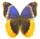 Unmounted Butterfly/Nymphalidae - Caligo uranus, FEMALE, 72mm A-