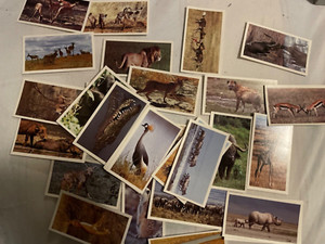  Grandee cigar / cigarette cards - AFRICAN WILDLIFE - 1990 Full VG Set