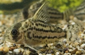 6x Corydora Schwartzi Schwartz's Elegance in Miniature Form Fast Ship Live Fish - Picture 1 of 1