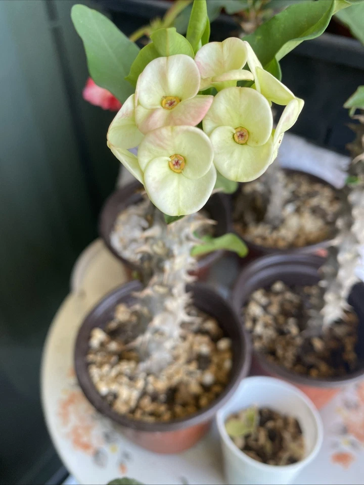 Euphorbia Milii Corona De Cristo Rooted Cutting - Image 1 of 4