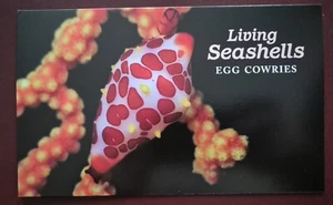 Australia 2025 / Marine Live -Living Seashelss - Egg Cowries - Picture 1 of 3