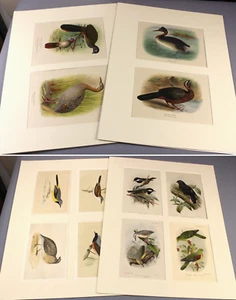 BIRD plates 1888-1928 vintage hand-coloured TWELVE illustrations in 4 mounts - Picture 1 of 8