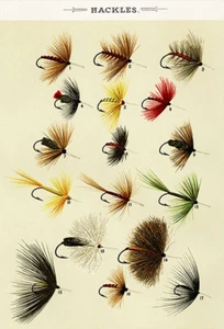 Hackles Flies - 1892 - Fishing Illustration Poster - Picture 1 of 1