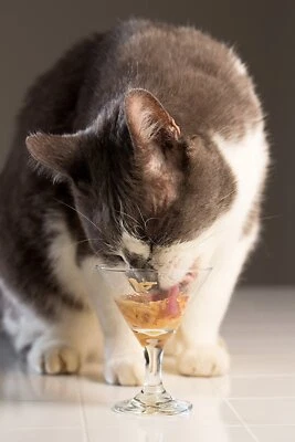 Hartz Delectables Squeeze up lickable treat - Image 1 of 2