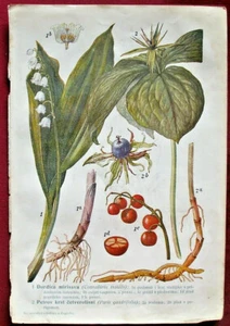 1928 Antique Lily of the valley Convallaria PLANTS FLOWERS Lithograph Print Art - Picture 1 of 1