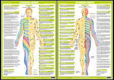 Anatomy CUTANEOUS NERVES Nervous System Fitness Physio Wall Chart 2 POSTER Set