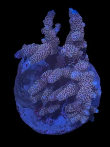 WYSIWYG Pink Acropora – Live SPS Coral Frag for Reef Aquarium - Picture 1 of 2
