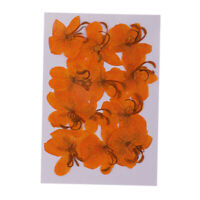 12x Dried Pressed Flowers for DIY Scrapbooking Crafts Senecio Cineraria 