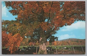 Herd of Cows Relaxing Under Large Autumn Tree Aerial View Vintage Postcard - Picture 1 of 2